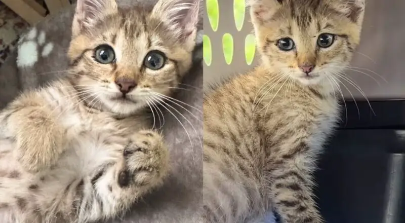 Kitten Found Himself in a Drain Unable to Get Out, Many Came Together to Help the Young Cat