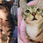 Kitten Shows Up in Front Yard, Hoping for Food, But Ends Up Getting More Than He Expected