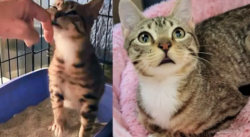 Kitten Shows Up in Front Yard, Hoping for Food, But Ends Up Getting More Than He Expected