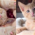 Kitten Wobbles His Way to Find Help, Once Inside He Shows Everyone What He Can Do as Determined Little Cat