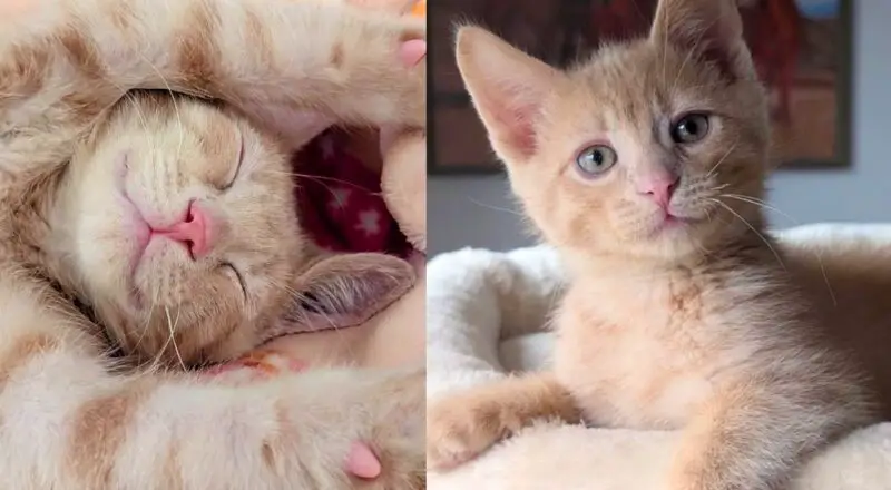 Kitten Wobbles His Way to Find Help, Once Inside He Shows Everyone What He Can Do as Determined Little Cat