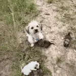 Left to Die, a Newborn Puppy Found Hope in the Most Unlikely Place