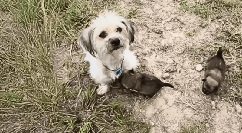Left to Die, a Newborn Puppy Found Hope in the Most Unlikely Place