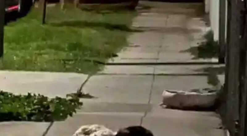 Loyal Dogs Refuse to Leave the Spot Where They Last Saw Their Family
