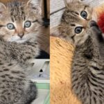 Man Followed Meows to Nearby Basement and Came Out with Tiny Kitten in His Arms