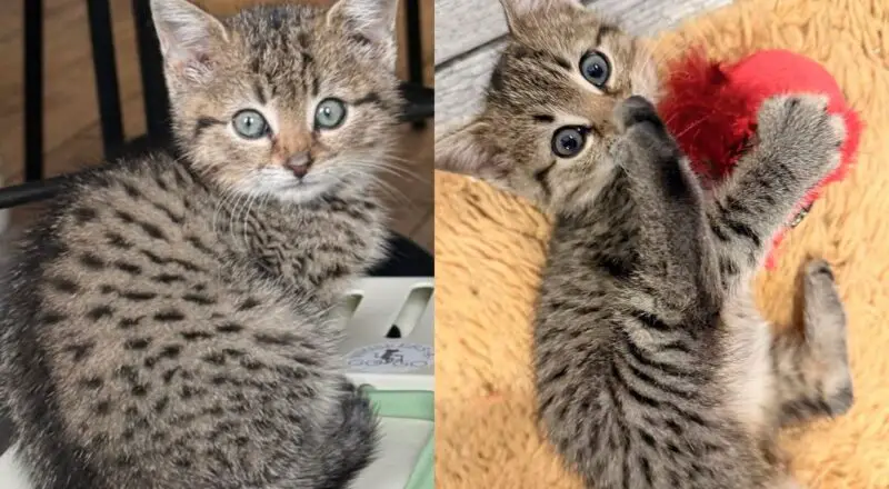 Man Followed Meows to Nearby Basement and Came Out with Tiny Kitten in His Arms