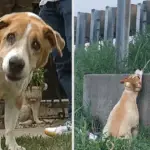 Man Saves Dog Hanging from Overpass in Dramatic Rescue