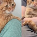 Man Went Out to Help a Stray But Ended Up with a Lap Cat Instead, Who Now Truly Lives Up to His Name