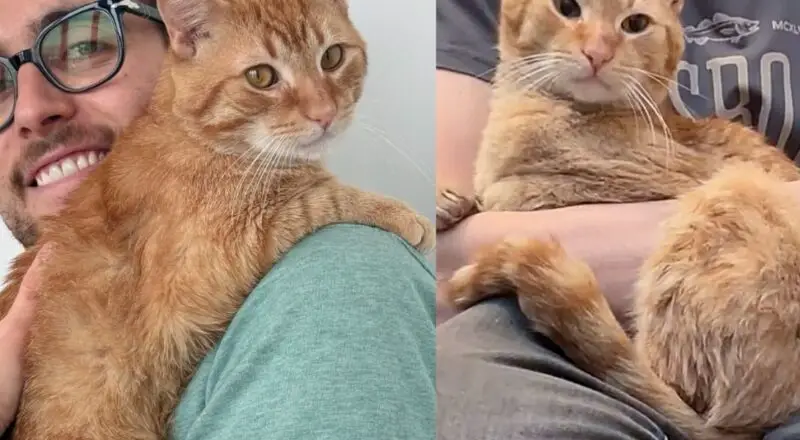 Man Went Out to Help a Stray But Ended Up with a Lap Cat Instead, Who Now Truly Lives Up to His Name