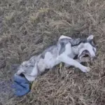 Maya’s Journey: From Despair to Hope