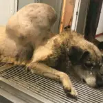 Neglected Dog Overcomes Enormous Tumor and Finds Love