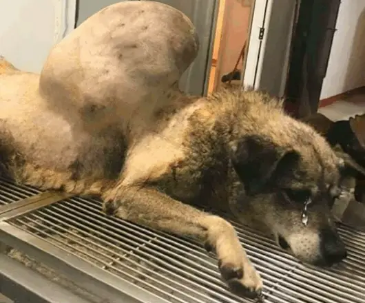 Neglected Dog Overcomes Enormous Tumor and Finds Love