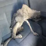 Neglected Dog Prince Finds Hope and Healing Thanks to Rescue and Compassionate Care