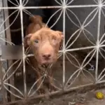 Neglected Pit Bull Thor Rescued From Squalor; Begins Journey to Healing and Hope