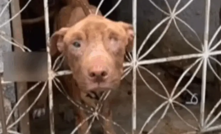 Neglected Pit Bull Thor Rescued From Squalor; Begins Journey to Healing and Hope