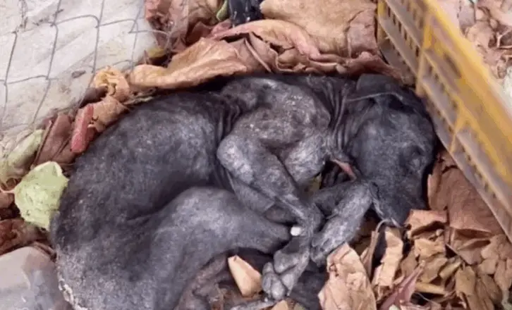 Neglected and Trembling, an Old Dog Finally Learns What Love Feels Like