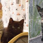 Official Word for Cute Aggression Finally Added to the Oxford English Dictionary