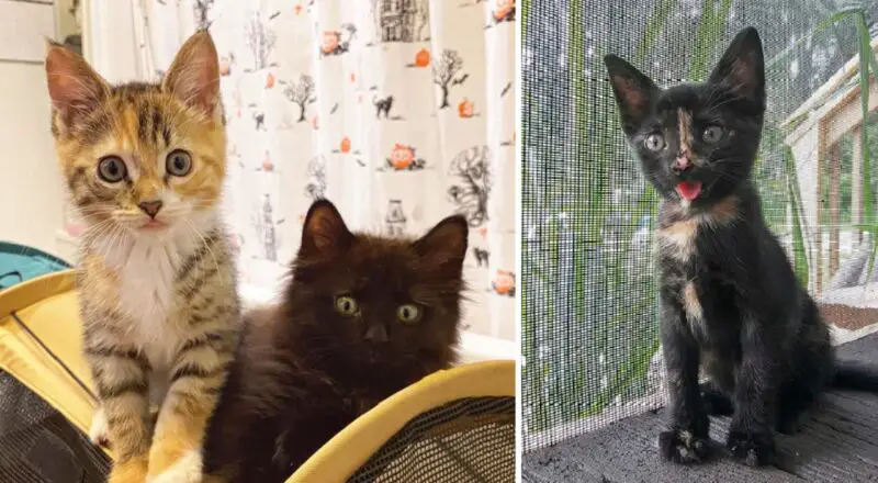 Official Word for Cute Aggression Finally Added to the Oxford English Dictionary