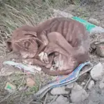Pitbull’s Miraculous Recovery After Tragic Abuse Sparks Hope and Determination