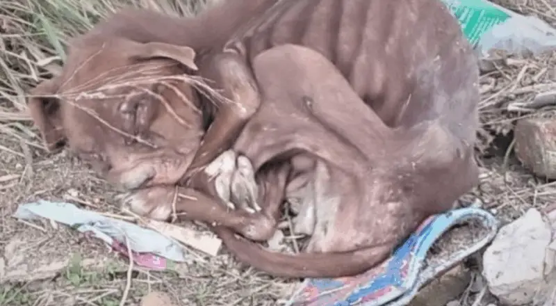 Pitbull’s Miraculous Recovery After Tragic Abuse Sparks Hope and Determination