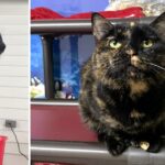 Polydactyl Tortie Abbey Road Rescued From Hoarding Situation Strolls Around Like the Queen She Is
