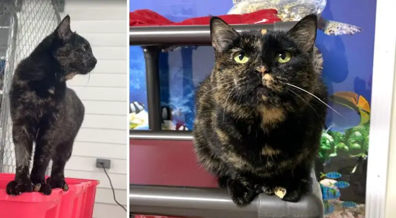 Polydactyl Tortie Abbey Road Rescued From Hoarding Situation Strolls Around Like the Queen She Is