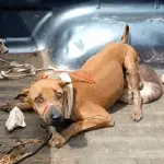 Rescue Mission Transforms Stray Dog’s Life After Tumor Removal and Long Journey to Recovery