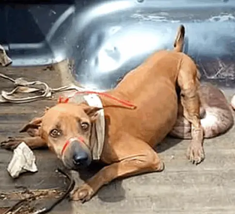Rescue Mission Transforms Stray Dog’s Life After Tumor Removal and Long Journey to Recovery