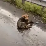 Rescued Stray Dog Finds Hope and Healing on a Busy Highway