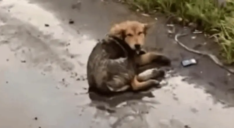 Rescued Stray Dog Finds Hope and Healing on a Busy Highway