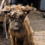 Rescued from Neglect: Watch This Dog’s Incredible Journey to Health and Healing!