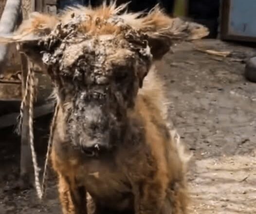 Rescued from Neglect: Watch This Dog’s Incredible Journey to Health and Healing!