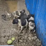 Rescuing and Transforming Abandoned Puppies