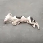 Resilient Pit Bull Saved by Rio’s Selfless Animal Hero