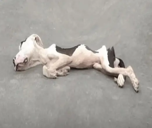 Resilient Pit Bull Saved by Rio’s Selfless Animal Hero