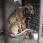 Robin, the Last Dog Rescued from Meat Farm, Slowly Learns to Trust Again