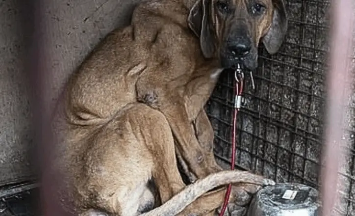 Robin, the Last Dog Rescued from Meat Farm, Slowly Learns to Trust Again