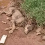 Serena the Resilient Dog Triumphs Over Adversity