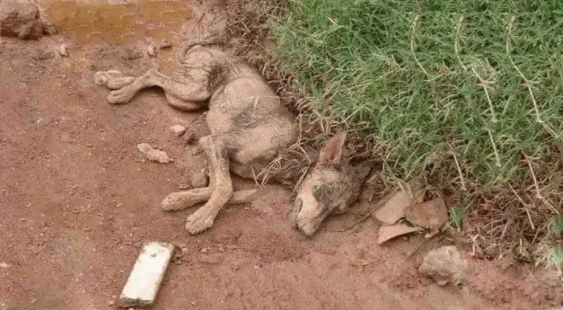 Serena the Resilient Dog Triumphs Over Adversity