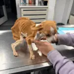 Skeletal Puppy Left In Bronx Apartment Building Refuses to Give Up Hope