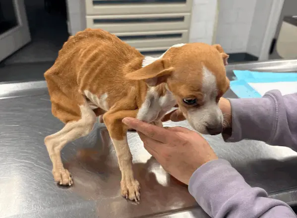 Skeletal Puppy Left In Bronx Apartment Building Refuses to Give Up Hope
