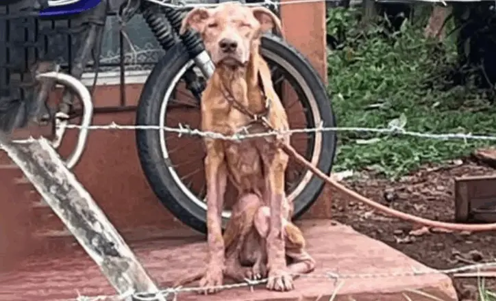Skinny Dog Imprisoned For 4 Years, Sitting In One Place And Longing For One Day To Be Free