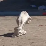 Starving Puppy Begs for Food in Market, Only to Be Shunned—Until One Person Stops 2