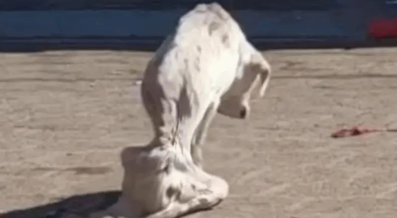 Starving Puppy Begs for Food in Market, Only to Be Shunned—Until One Person Stops 2