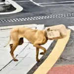 Stray Dog Trapped in Plastic Jar Refuses Help, Near Death from Starvation