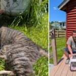 Surprise Reunion After Village Market Introduces One of Their Farm Cats on Social Media