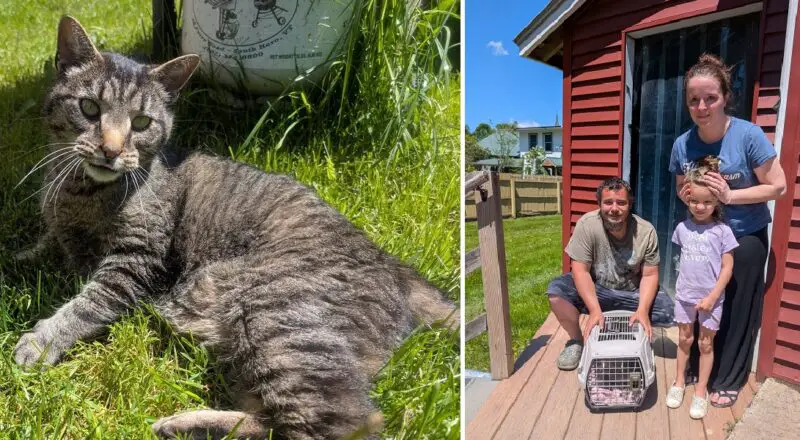 Surprise Reunion After Village Market Introduces One of Their Farm Cats on Social Media