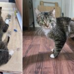 Tabby Cat Bitsy Discovered With 2 Extra Legs; Rescuers Pave a Way For Her New Pain Free Life