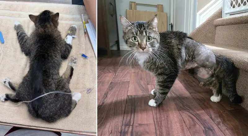 Tabby Cat Bitsy Discovered With 2 Extra Legs; Rescuers Pave a Way For Her New Pain Free Life