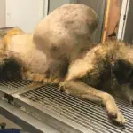 Terrified and Alone with a Massive Tumor, This Stray Dog Finally Found Hope